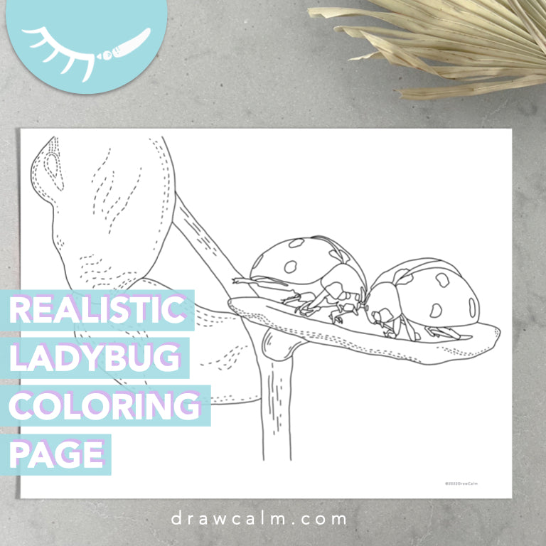 Ladybug Coloring Sheet