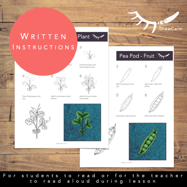 Plant Life Cycle Activity - Pea Plant Directed Drawings