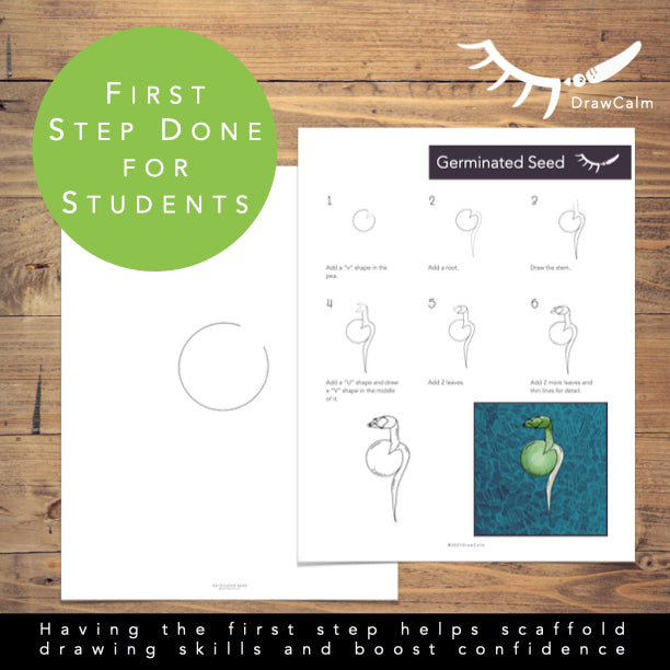 Plant Life Cycle Activity - Pea Plant Directed Drawings