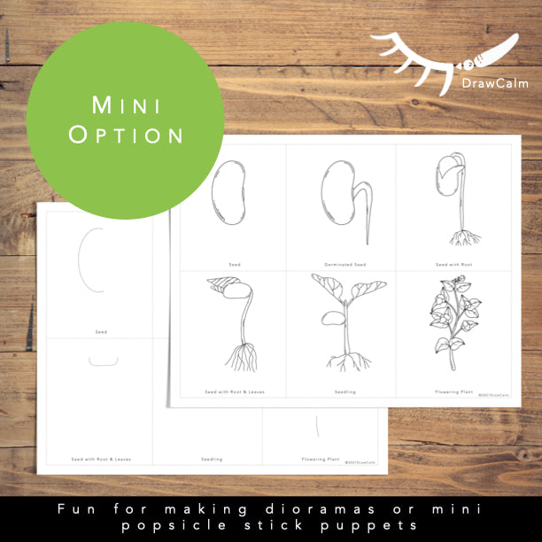 Life Cycle of a Bean Plant Printables │ Plant Directed Drawings
