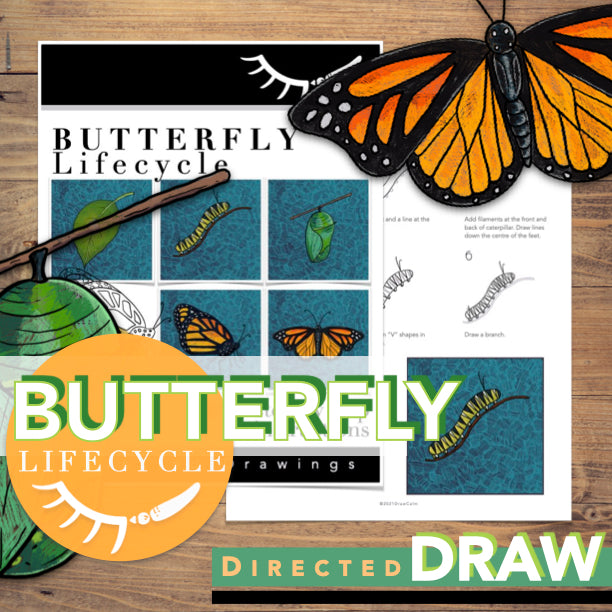 Butterfly Life Cycle Activity
