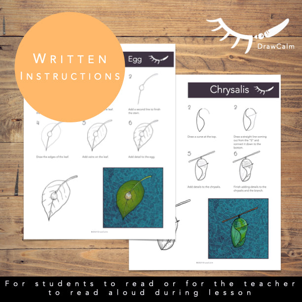 Butterfly Life Cycle Activity