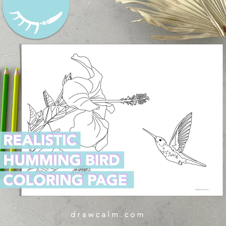 Humming Bird Coloring Page – Draw Calm