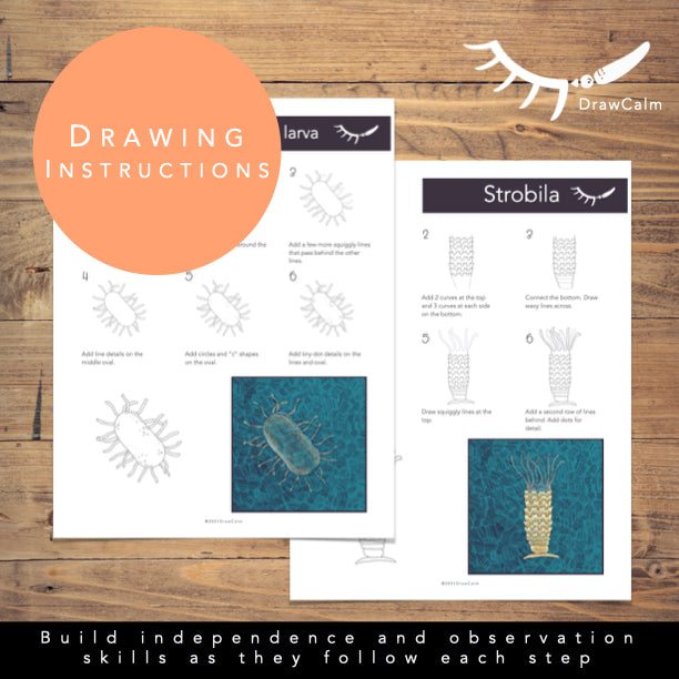 Learn to Draw the Life Cycle of a Jellyfish