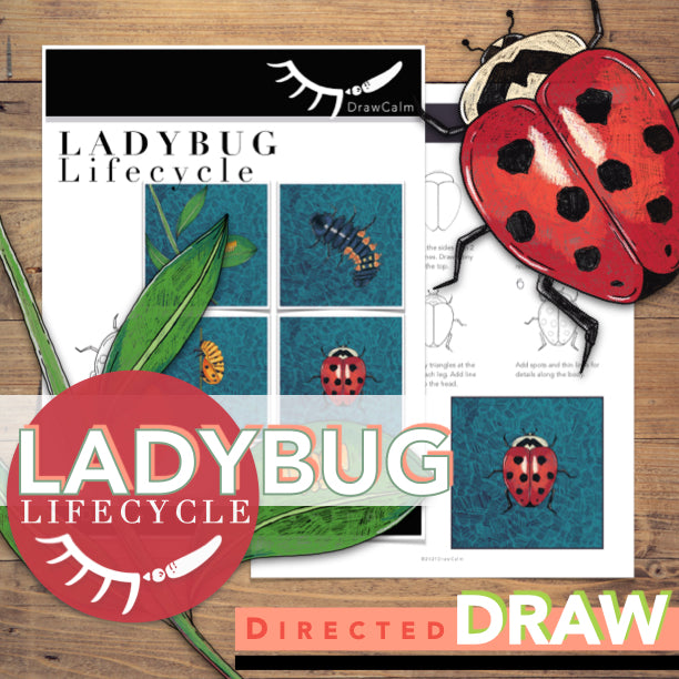 Ladybug Life Cycle Activity