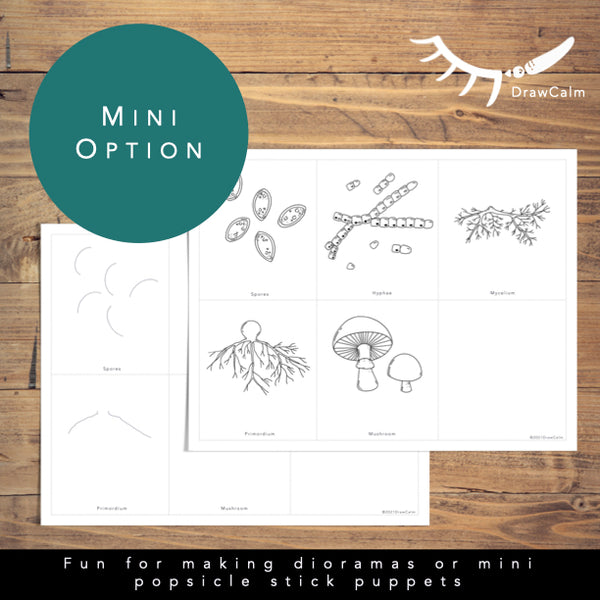 Mushroom Life Cycle - Life Cycle of Fungi Directed Drawings – Draw Calm