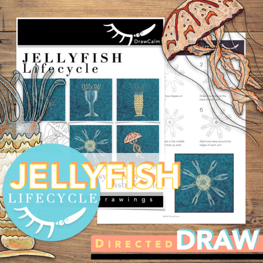 Learn to Draw the Life Cycle of a Jellyfish