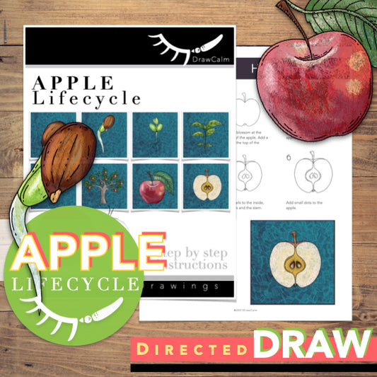 Apple Tree Life Cycle │ Fruit Life Cycle Directed Drawing │Apple Art