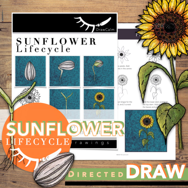 Life Cycle of Sunflower │ Flower Life Cycle Directed Drawings