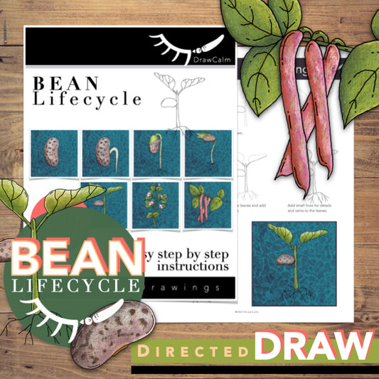Life Cycle of a Bean Plant Printables │ Plant Directed Drawings