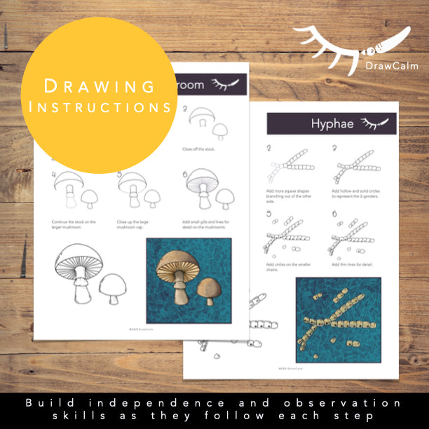 Mushroom Life Cycle - Life Cycle of Fungi Directed Drawings