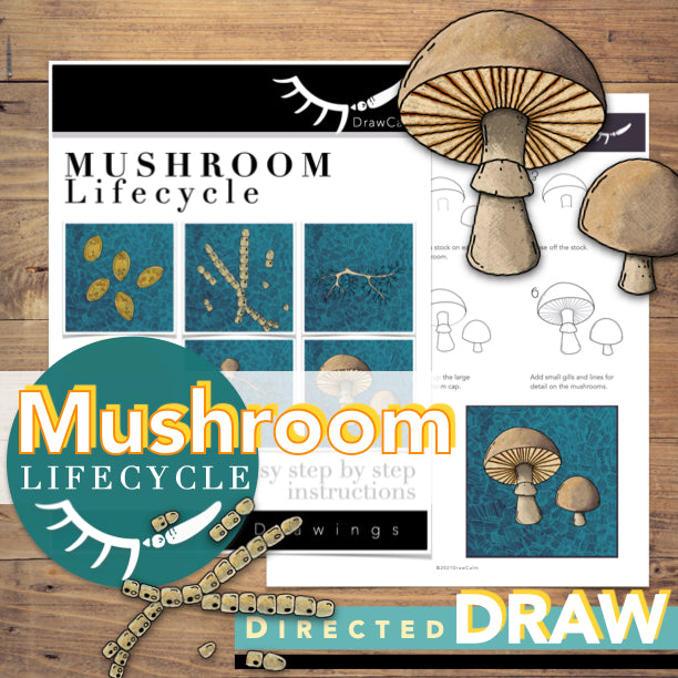 Mushroom Life Cycle - Life Cycle of Fungi Directed Drawings