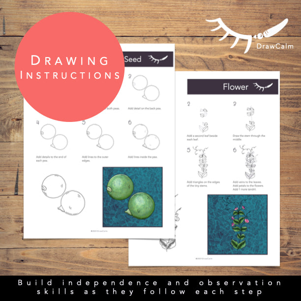 Plant Life Cycle Activity - Pea Plant Directed Drawings