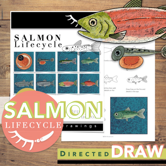 Salmon Life Cycle for Kids