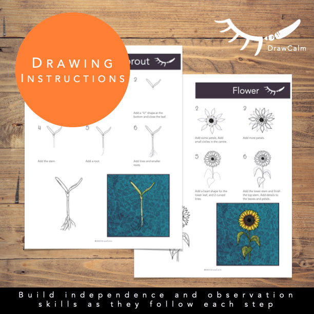 Life Cycle of Sunflower │ Flower Life Cycle Directed Drawings